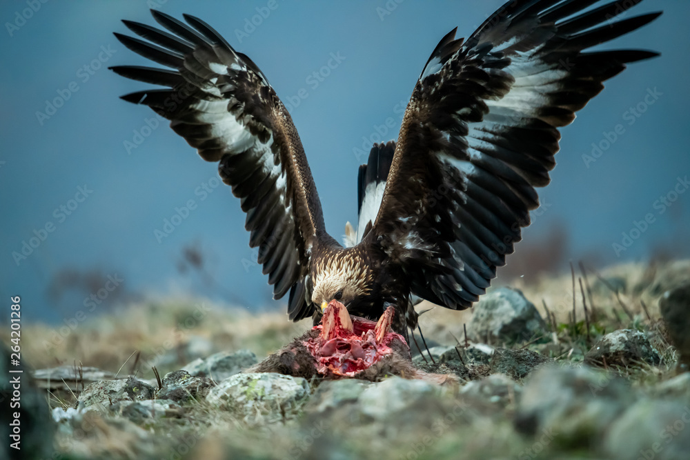 Juvenile Goldean Eagle (Aquila chrysaetos) on prey at mountain meadow in Eastern Rhodopes, Bulgaria