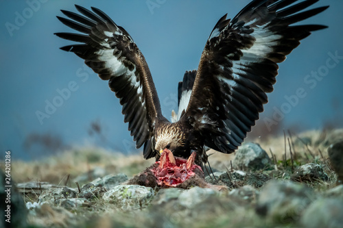 Obraz na płótnie Juvenile Goldean Eagle (Aquila chrysaetos) on prey at mountain meadow in Eastern Rhodopes, Bulgaria w salonie