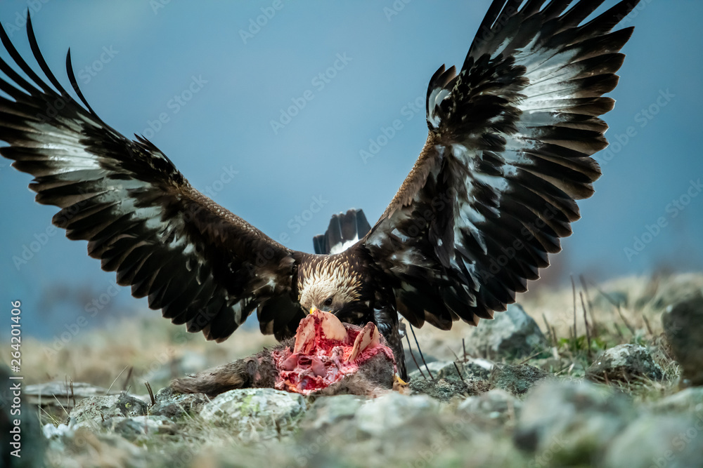 Juvenile Goldean Eagle (Aquila chrysaetos) on prey at mountain meadow in Eastern Rhodopes, Bulgaria