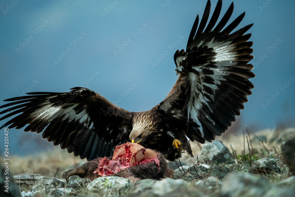 Juvenile Goldean Eagle (Aquila chrysaetos) on prey at mountain meadow in Eastern Rhodopes, Bulgaria