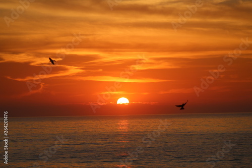 sunrise at the sea with birds