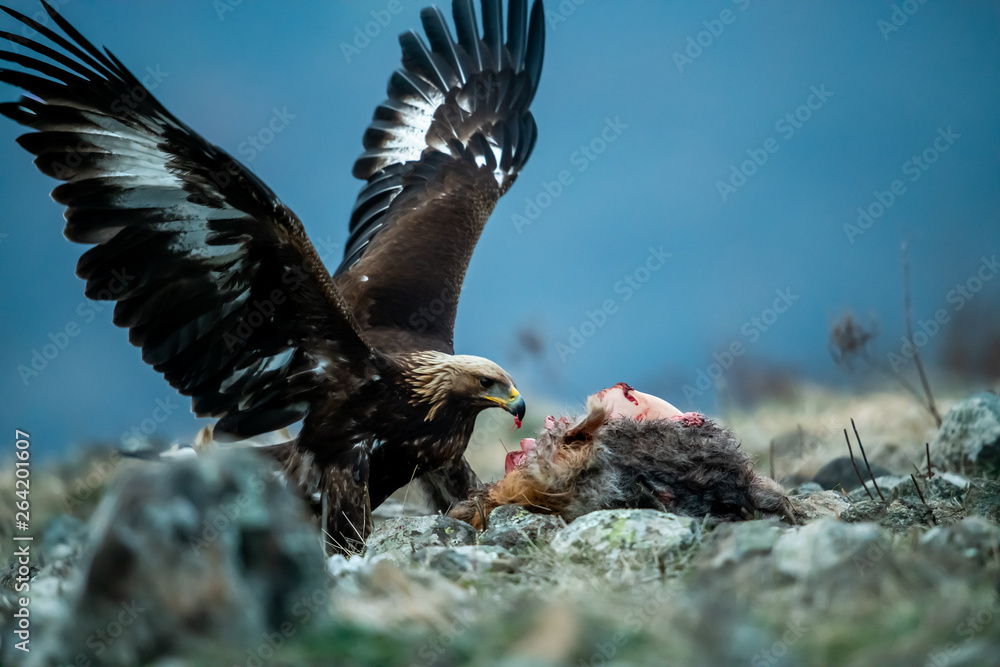 Juvenile Goldean Eagle (Aquila chrysaetos) on prey at mountain meadow in Eastern Rhodopes, Bulgaria