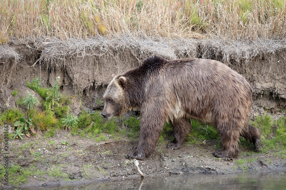 Grizzly (brown) bear in western US Grizzly (brown) bear in western US