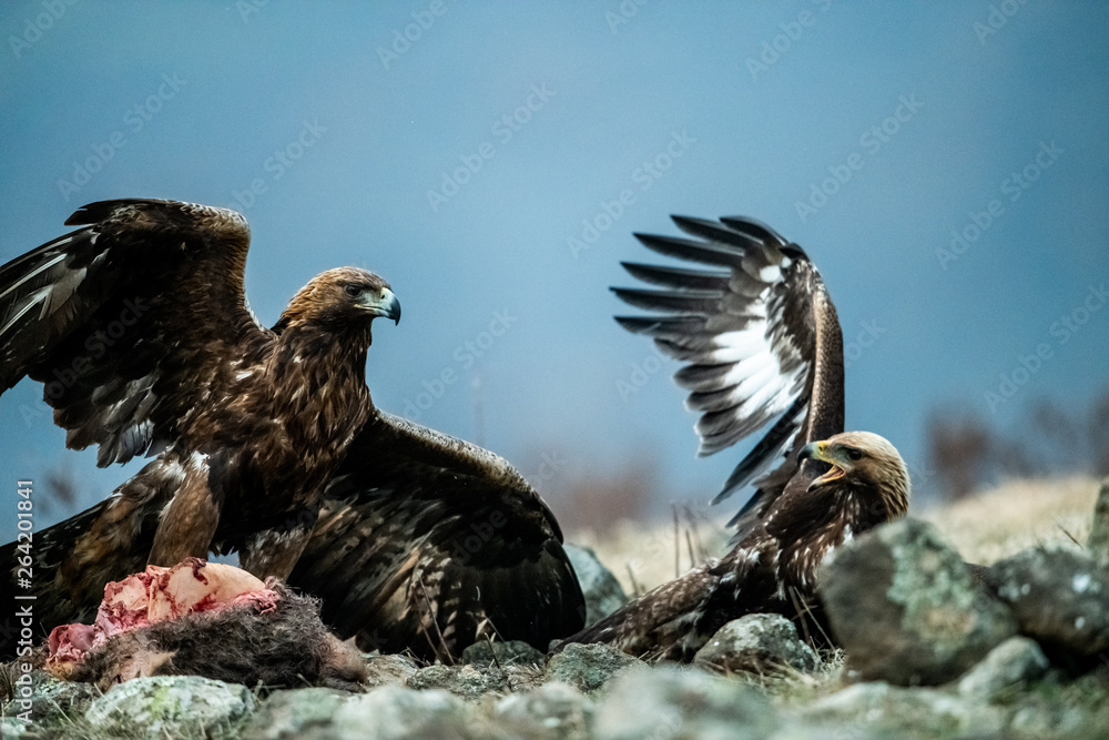 Fototapeta premium Adult and juvenile Golden Eagle (Aquila chrysaetos) on prey at mountain meadow in Eastern Rhodopes, Bulgaria