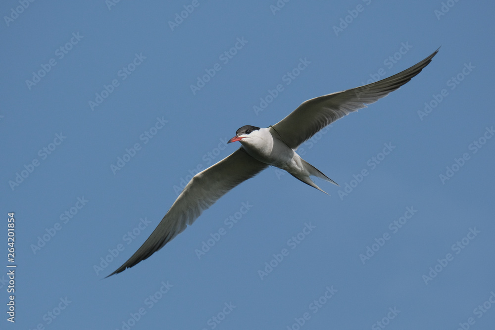 Obraz premium Tern, a whtie bird with black head and red beak with spread wings with copy-space