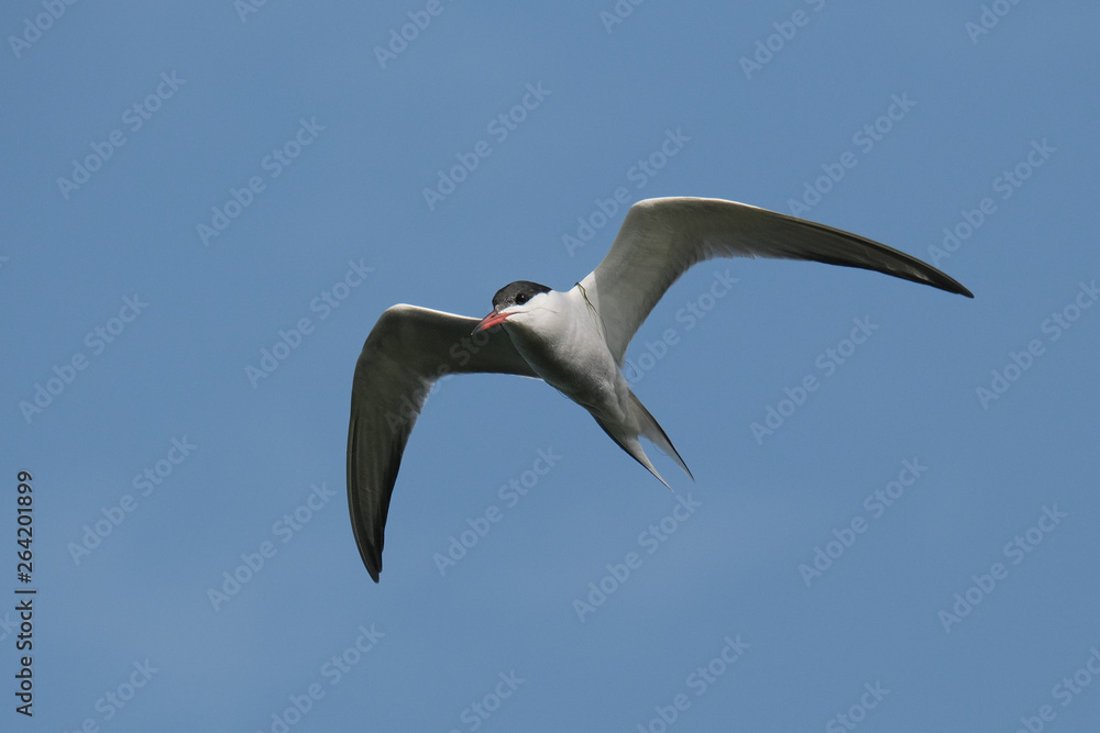 Fototapeta premium Tern, a whtie bird with black head and red beak flying with copy-space