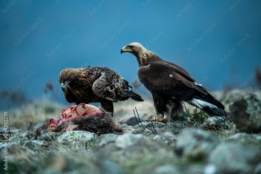 Fototapeta premium Adult and juvenile Golden Eagle (Aquila chrysaetos) on prey at mountain meadow in Eastern Rhodopes, Bulgaria