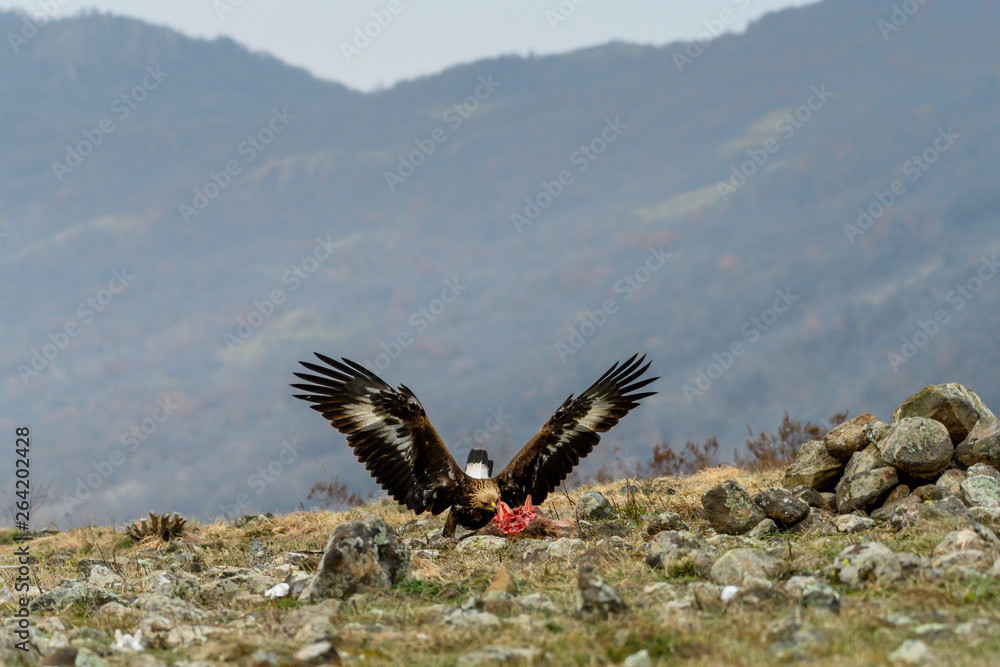 Juvenile Goldean Eagle (Aquila chrysaetos) on prey at mountain meadow in Eastern Rhodopes, Bulgaria