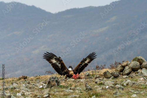 Obraz na płótnie Juvenile Goldean Eagle (Aquila chrysaetos) on prey at mountain meadow in Eastern Rhodopes, Bulgaria w salonie