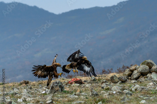 Obraz na płótnie Adult and juvenile Golden Eagle (Aquila chrysaetos) on prey at mountain meadow in Eastern Rhodopes, Bulgaria w salonie