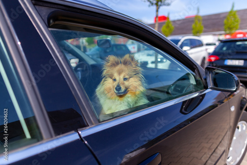 Shetland Sheepdog looks out the window of a car