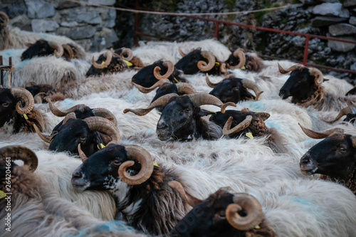 a goats flock in the mountains, Nouvelle-Aquitaine, Lescun, France photo