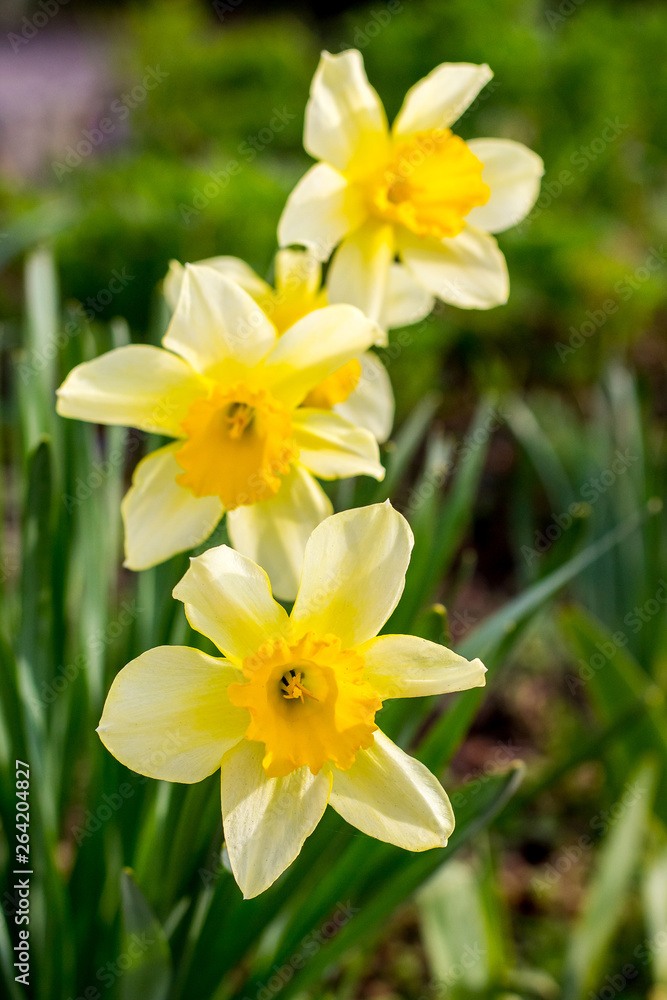 White daffodils in a flower garden in sunny weather with a blurry background. Vertical format_ White daffodils in a flower garden in sunny weather with a blurry background. Vertical format_