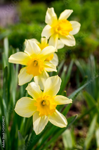White daffodils in a flower garden in sunny weather with a blurry background. Vertical format_