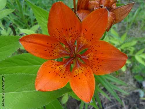 flower, orange, lily, nature, green, summer, plant, flowers, garden, red, yellow, flora, spring, beauty, blossom, beautiful, petals, color, bloom, macro, close-up, petal, floral, day, lilly