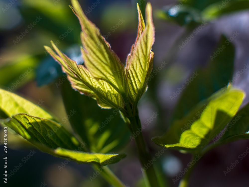 Fototapeta premium branches of tree are yellow brown against bright sky. Young shoots, water hanging from a branch, flowering trees in garden, blooming spring nature. The effect of light. Shallow depth of field