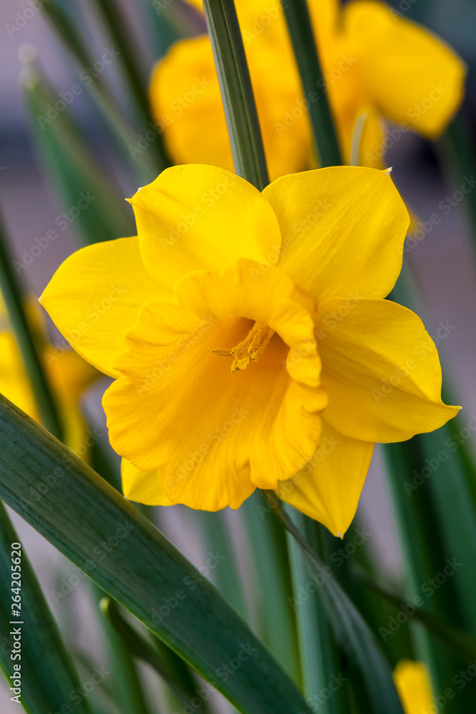 Obraz premium Daffodil (narcissus) 'Welsh Warrior' growing outdoors in the spring season