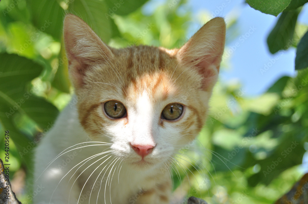 Retrato de gata sobre árbol