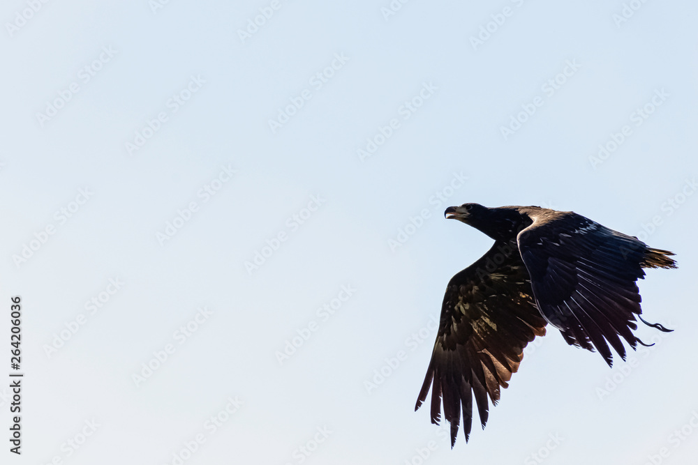 Fototapeta premium Young bald eagle (Haliaeetus leucocephalus) also known as white-headed or white-tailed eagle, sea eagle or American eagle