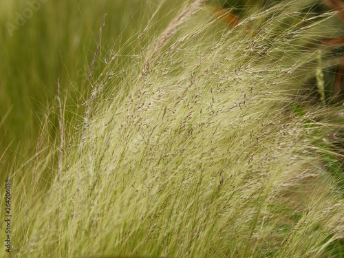 Nassella tenuissima - Finestem needlegrass photo