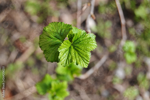 Young leaves on a branch of black currant on a blurred background in early spring.