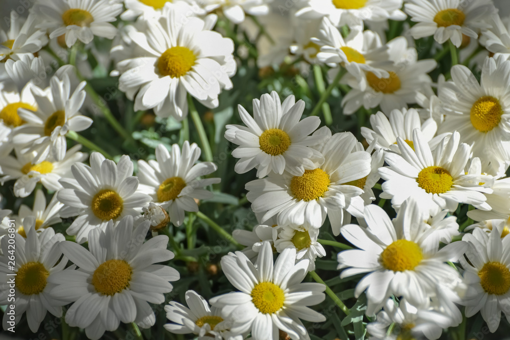 Chamomile, camomile for gardens and landscape design Chamomile, camomile for gardens and landscape design