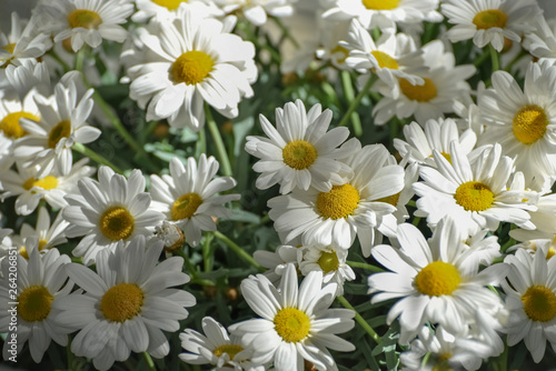 Chamomile  camomile for gardens and landscape design