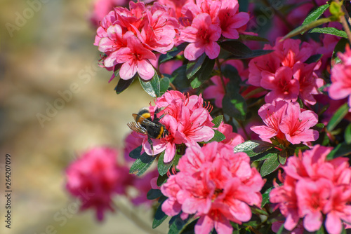 Azalea Rosa King. Quite vigorous Japanese Azalea, deep-pink blossoms against attractive evergreen foliage. Close up