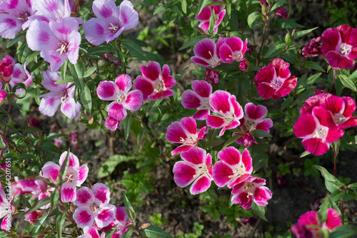 Flowers Clarkia amoena blooms in the garden