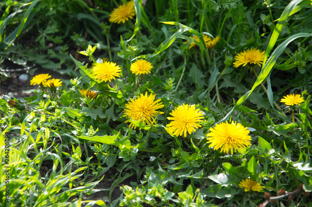 Beautiful spring flowers. In spring everything awakens from sleep. Outside. Without people. Amazing nature. Beautiful spring flowers. In spring everything awakens from sleep. Outside. Without people. Amazing nature.
