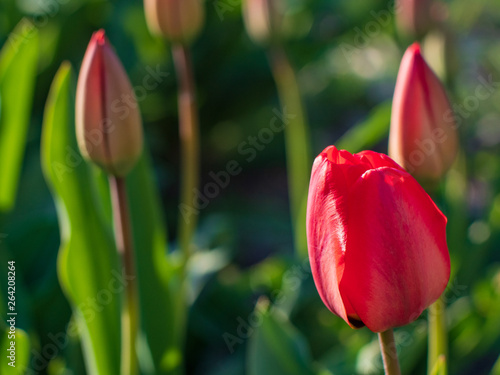 Group of colorful tulip. red flower tulip lit by sunlight. Soft selective focus  tulip close up  toning. Bright colorful tulip photo background