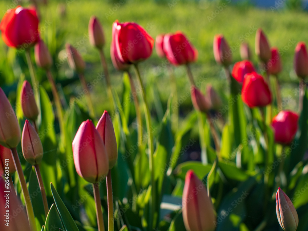 Group of colorful tulip. red flower tulip lit by sunlight. Soft selective focus, tulip close up, toning. Bright colorful tulip photo background Group of colorful tulip. red flower tulip lit by sunlight. Soft selective focus, tulip close up, toning. Bright colorful tulip photo background