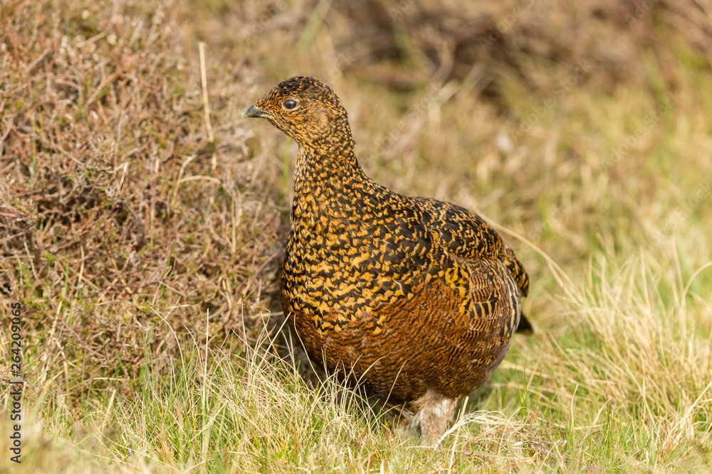 Red grouse hen in natural moorland habitat during Springtime. Scientific name: Lagopus lagopus. Landscape, horizontal. Space for copy. Red grouse hen in natural moorland habitat during Springtime. Scientific name: Lagopus lagopus. Landscape, horizontal. Space for copy.