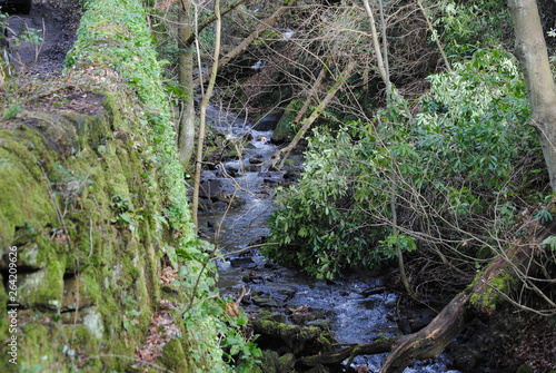 stream in forest