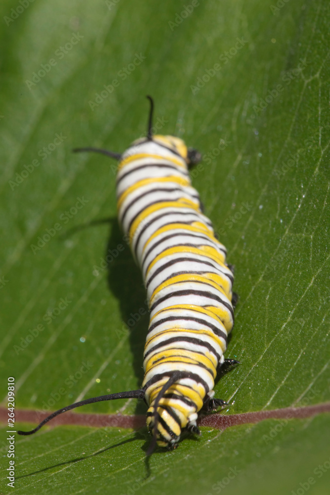 Naklejka premium Monarch Butterfly Larva feeding on Milkweed leaves