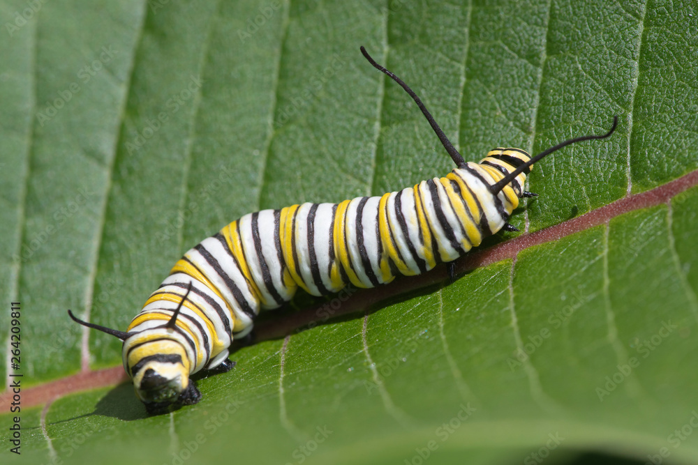 Naklejka premium Monarch Butterfly Larva feeding on Milkweed leaves
