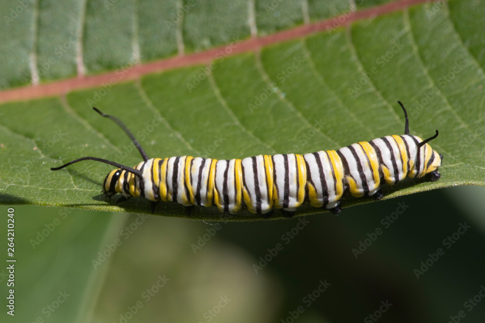 Fototapeta premium Monarch Butterfly Larva feeding on Milkweed leaves