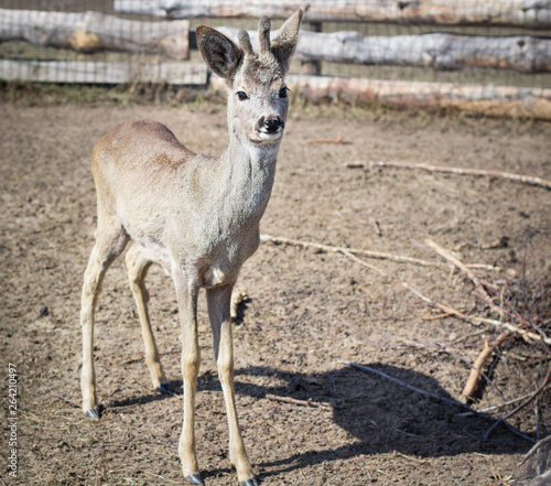 Close-up of baby deer on rural countryside farm ranch