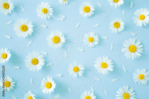 Fresh, white daisies with petals on pastel blue background. Beautiful flower pattern. Springtime. Soft light color. Mockup for special offers as advertising or other ideas. Flat lay. Top view.