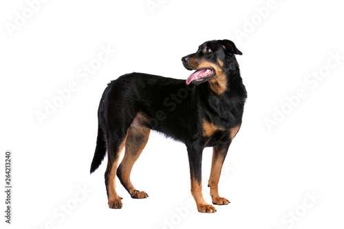 Beauceron