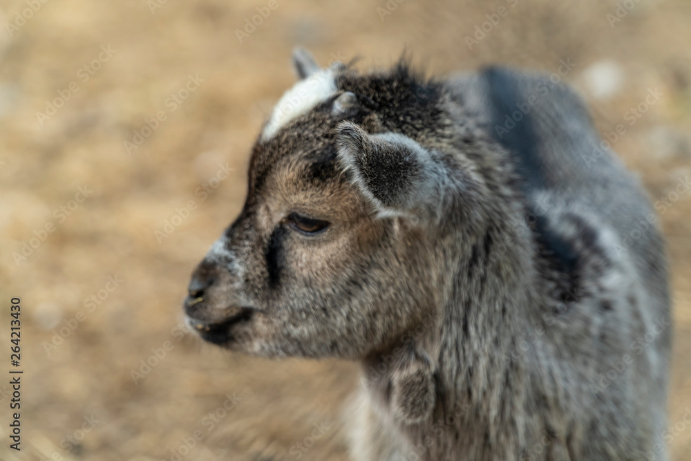 Fototapeta premium Small baby goat portrait