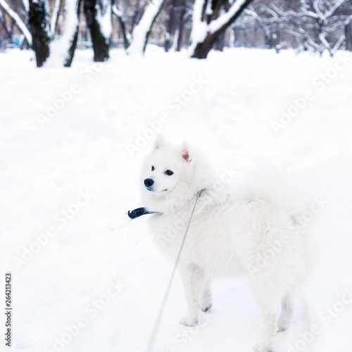 White dog is walking in a winter Park on a leash