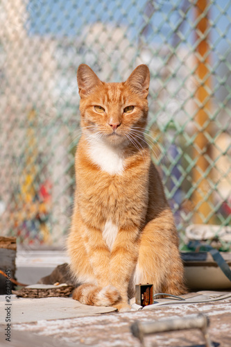 Red cat rusty sun day sitting nature pets