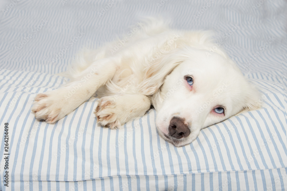 CUTE YOUNG TERRIER DOG WITH BLUE EYES FALLING ASLEEP ON STRIPPED BED OWNER. SICK,SAD OR RELAXING. CUTE YOUNG TERRIER DOG WITH BLUE EYES FALLING ASLEEP ON STRIPPED BED OWNER. SICK,SAD OR RELAXING.