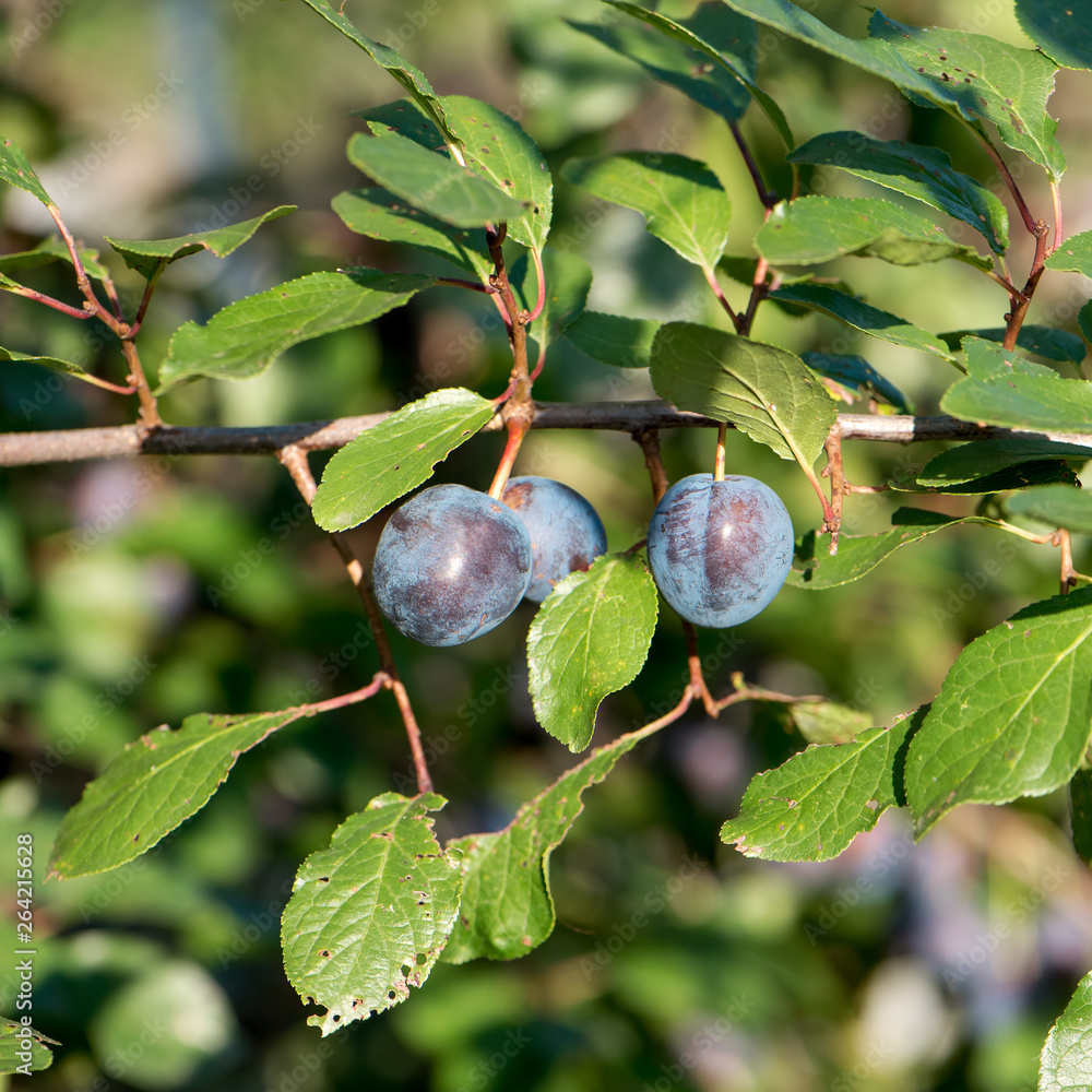 Prunus spinosa blackthorn, or sloe. The fruits of blackthorn Spinosa prunus berries commonly known as blackthorn or sloe