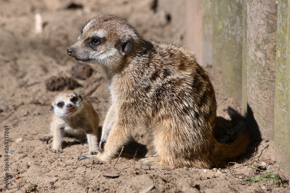 Tierpark Ueckermünde, Erdmännchenmutter mit Jungtier Tierpark Ueckermünde, Erdmännchenmutter mit Jungtier