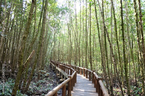 A curved wooden bridge into the mangrove forest with sun light and wet ground 