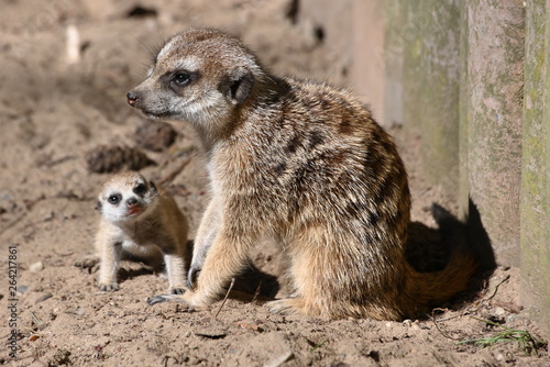Tierpark Ueckermünde, Erdmännchenmutter mit Jungtier