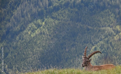 Steinbock entspannt auf gr  ner Wiese