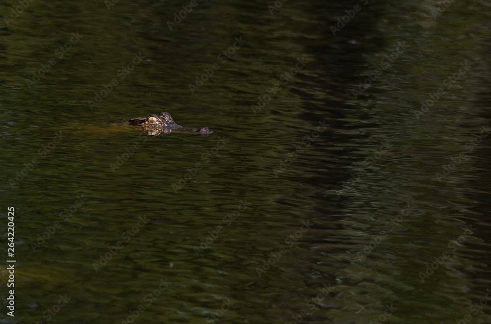 Fototapeta premium American Alligator Submerged Swimming the Swamps of Georgia